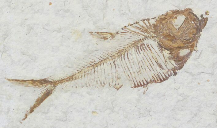 Diplomystus Fossil Fish - Wyoming #22352